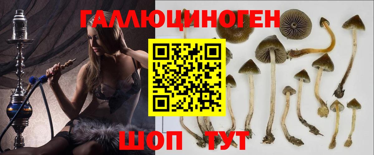 Зеленогорск  Псилоцибиновые грибы Psilocybine cubensis  цены наркотик  Вход с VPN 